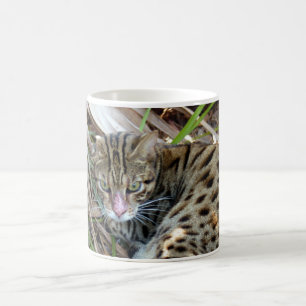 Mug Chat 005 du Bengale