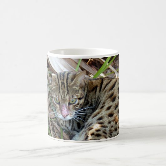 Mug Chat 005 du Bengale (Centre)