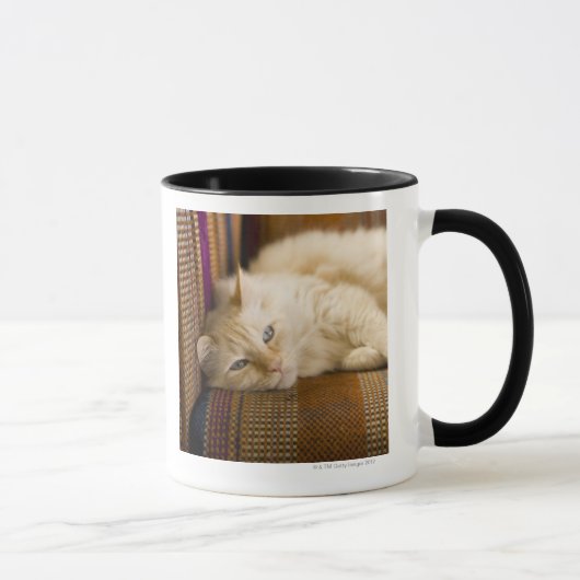 Mug Chat assez jaune de tabi s'étendant sur le divan (Droite)