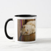 Mug Chat assez jaune de tabi s'étendant sur le divan (Gauche)