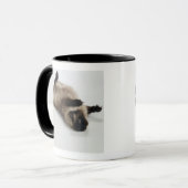 Mug Chat de l'Himalaya se trouvant sur le sien de (Devant gauche)