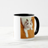 Mug Chat de Ragdoll sur le plancher, vue élevée (Devant droit)