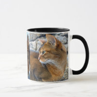 Chat femelle abyssinien vermeil