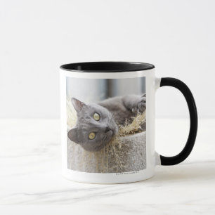 Mug Chat gris se situant dans le pot, Olargues,