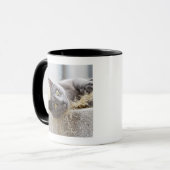 Mug Chat gris se situant dans le pot, Olargues, (Devant gauche)