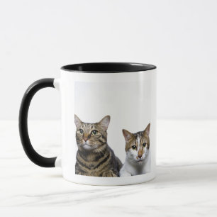 Mug Chat japonais et chat mannois sur l'arrière - pla