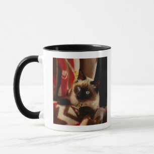 Mug Chat jetant un coup d'oeil par l'édredon