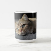 Mug Chat, Kitten, short britannique (Centre)