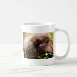Mug chat mignon animal familier ronronnement miaulemen