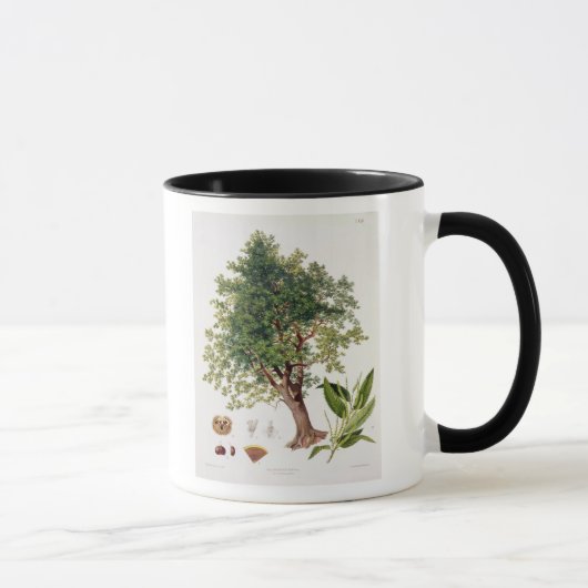 Mug Châtaigne douce, gravée par A. Haase (litho de (Droite)