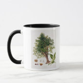 Mug Châtaigne douce, gravée par A. Haase (litho de (Gauche)