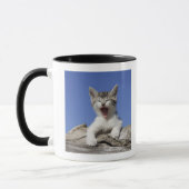 Mug Chaton se trouvant sur le rondin, baîllant, plan (Gauche)