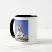 Mug Chaton se trouvant sur le rondin, baîllant, plan (Devant gauche)