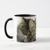 Mug Chatons d'abri (Gauche)