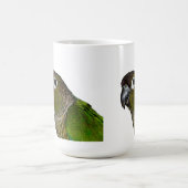 Mug Cheeked vert Conure (Centre)