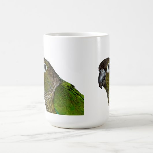 Mug Cheeked vert Conure (Centre)