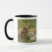 Mug Cheetah, Acinonyx jubatus, avec Cub (Gauche)