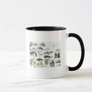 Mug Cheiroptera, Insectivora