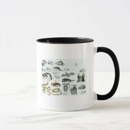 Mug Cheiroptera, Insectivora (Droite)