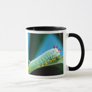 Mug Chenille du papillon Prométhée, Callosamia