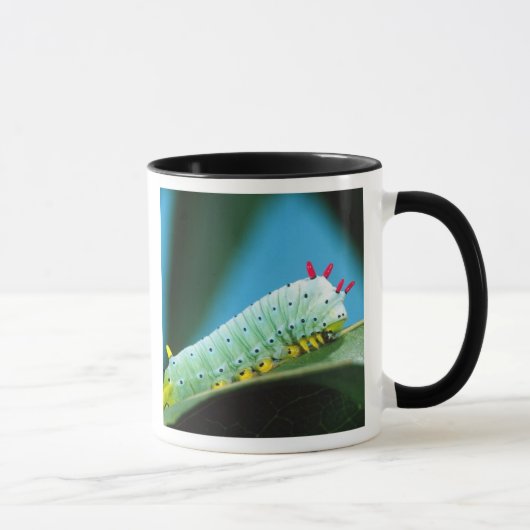 Mug Chenille du papillon Prométhée, Callosamia (Droite)