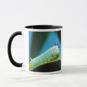 Mug Chenille du papillon Prométhée, Callosamia (Gauche)