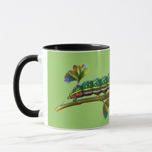 Mug Cherellerie de Calocampa vetusta (Gauche)
