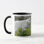 Mug Chevreau au col Logan dans Glacier (Gauche)