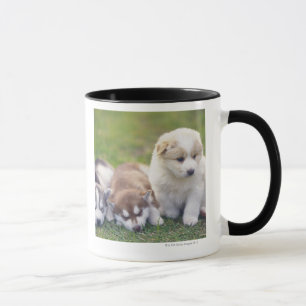 Mug Chien de traîneau sibérien ; Une race de chien