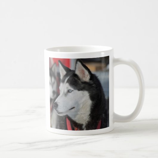 Mug Chien husky avant une course, Canada (Droite)