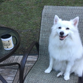 Mug Chien Paw Typographie Café Lover's Cute Specialty
