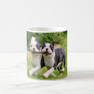 Mug Chiens chiots de la mignonne Boston Terrier jouant