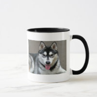 Chiens de Malamute d'Alaska