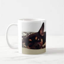 Chihuahua