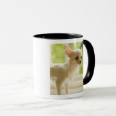 Mug Chihuahua (Devant droit)
