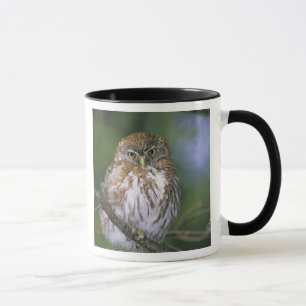 Mug Chili, Aysen. Jeune Chevêchette australe