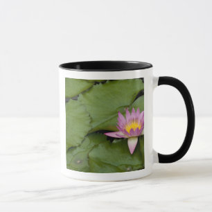 Mug Chine, Hong Kong, Nouveaux Territoires. Chi Lin