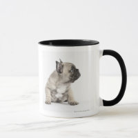 Chiot de pure race