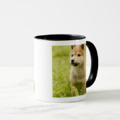 Mug chiot de Shiba-ken (Devant droit)