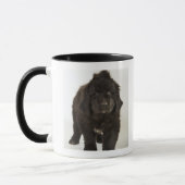 Mug Chiot de Terre-Neuve, tir de studio (Gauche)