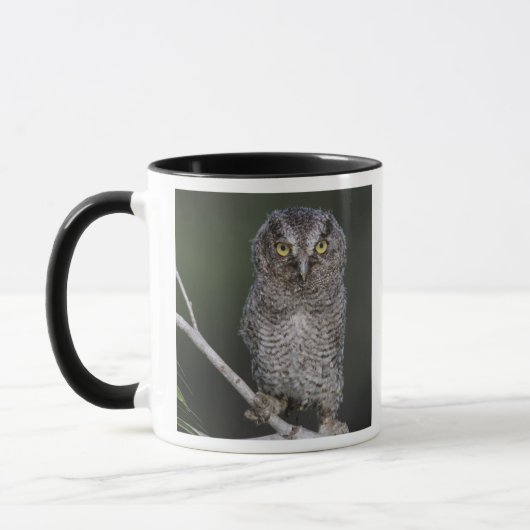 Mug Chouette à cris de l'Est, Megascops asio, Otus 2 (Gauche)