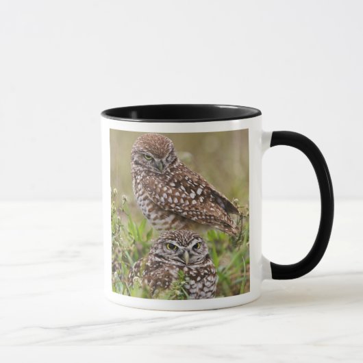 Mug Chouette bractée, Athene cunicularia, Cape Coral, (Droite)