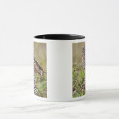 Mug Chouette bractée, Athene cunicularia, Cape Coral, (Centre)