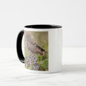 Mug Chouette bractée, Athene cunicularia, Cape Coral, (Devant gauche)