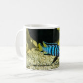 Mug Cichlid d'elongatus de Pseudotropheus (Devant gauche)