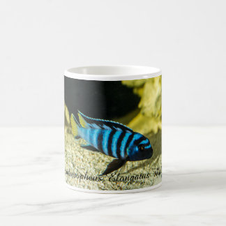Mug Cichlid d'elongatus de Pseudotropheus