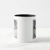 Mug Closeup Stoic Gazaouit (Centre)