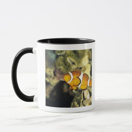 Mug Clownfish communs (ocellaris d'Amphiprion), (Gauche)