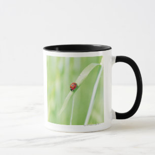 Mug Coccinelle