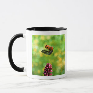 Mug coccinelle